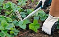 Weeding In Garden