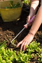 Weeding - gardening Royalty Free Stock Photo