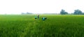 Weeding of green grown rice crops Royalty Free Stock Photo