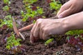 Weeding of lettuce Royalty Free Stock Photo