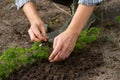 Weeding of parsley bed