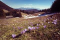 Mountain Landscape with beautiful crocus field Royalty Free Stock Photo