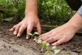 Weeding of sprouts