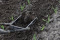 A weeding tool at work on a garlic bed. Winter garlic grew in spring. Processing young garlic. Close up Royalty Free Stock Photo