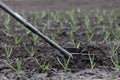 A weeding tool at work on a garlic bed. Winter garlic grew in spring. Processing young garlic Royalty Free Stock Photo