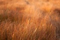 Weedkiller on grass Royalty Free Stock Photo