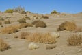 Weeds all over the desert sand dunes Royalty Free Stock Photo