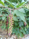 Weeds are also greener, looks like berries