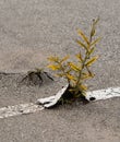 Weeds in asphalt