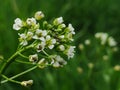 Weeds are beautiful too