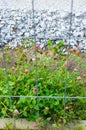 Weeds behind grid fence Royalty Free Stock Photo