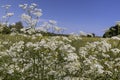 weeds blooming with white flowers against a blue sky