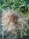 Weeds blowing in the stormy wind