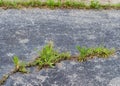 Weeds break through asphalt