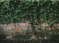 Weeds on brick wall. Ivy leaves are growing up on the old brick wall Royalty Free Stock Photo