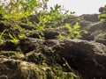 weeds clung to the rocks and made the path slippery