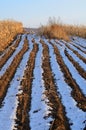 Weeds in Corn Fields Royalty Free Stock Photo