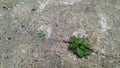 Weeds in crack of floor Royalty Free Stock Photo