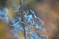 Weeds creating abstract shapes after dying and going to seed Royalty Free Stock Photo