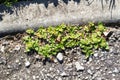 Weeds damaging tarred road