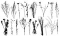 Weeds and different plants, set of silhouettes. Vector illustration