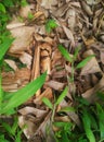 Weeds and dried banana leaves Royalty Free Stock Photo