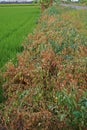 Weeds are dying from herbicide,weed killer Royalty Free Stock Photo