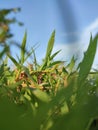 weeds on the edge of the fields Royalty Free Stock Photo