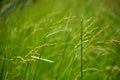 Weeds in field