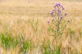 Weeds in the fields of grain harvest worsening