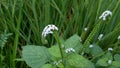 Weeds in the fields. tentacle flower Royalty Free Stock Photo