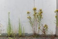 Weeds in front of grunge cement wall Royalty Free Stock Photo