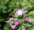 Weeds in Full Bloom