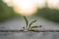 Weeds germinate through cracks in the tile. Poorly laid tiles with weeds