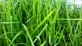 Weeds are grass clumps, small leaves, long-pointed and green