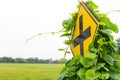 Weeds grew traffic signs Royalty Free Stock Photo