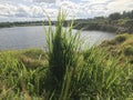 the weeds that grew up stood upright close to the lake