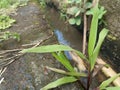 Weeds grow abundantly on the edge of the ditch