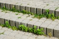 Weeds grow among the cobblestones due to poor quality prepared foundation Royalty Free Stock Photo