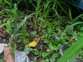 weeds that grow on land full of trash