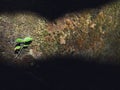 Weeds grow on mossy rocks