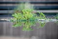 Weeds reflected in Water