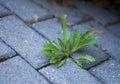 Weeds growing around paving Royalty Free Stock Photo