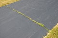 Weeds Growing in Asphalt Driveway Crack