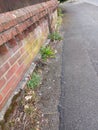 Weeds Growing Between an Old Wall and Pavement