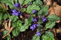 Creeping bugleweed