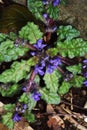 Creeping bugleweed