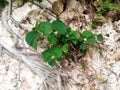 Weeds growing between the rocks