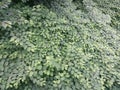 Weeds Japanese neophytes