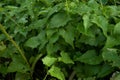 Weeds, Jarmani Lota, Mikania Micrantha Kunth, Bittervine, Germani Lota. A Leaf Of Medicine